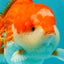 CHUBBY AAA Grade Red White Yuanbao Male 5.5 inches #050826YB_07