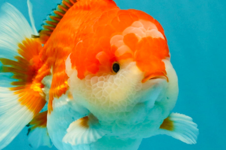 CHUBBY AAA Grade Red White Yuanbao Male 5.5 inches #050826YB_07
