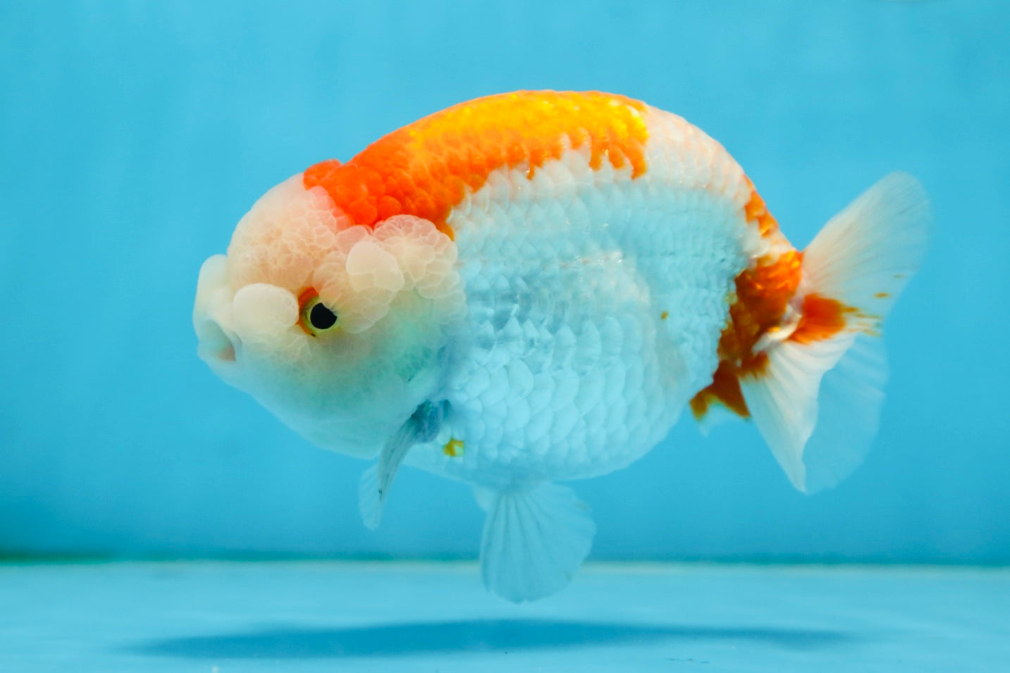 AAA Grade Red White LionKing 5.5 inches #082925LC_03