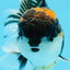 A Grade Tricolor Oranda Male 5.5 inches #0920OR_24