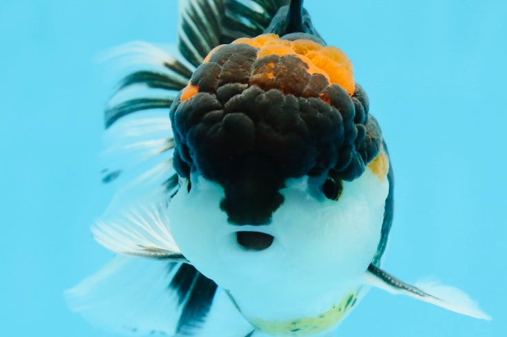 A Grade Tricolor Oranda Male 5.5 inches #0920OR_24