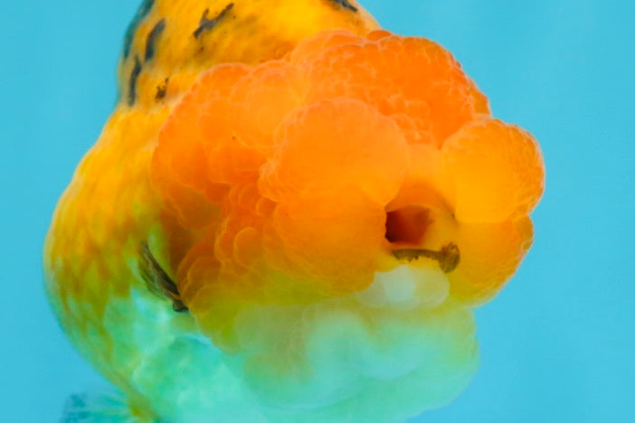 Adorable A Grade Super Cute Apache LionQueen 4 inches #050225LC_14