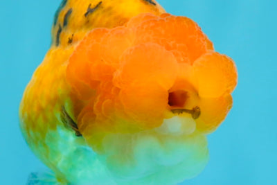 Adorable A Grade Super Cute Apache LionQueen 4 inches #050225LC_14