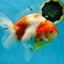 A Grade SPECIAL Sakura Oranda Female 5.5-6 inches #051625OR_14