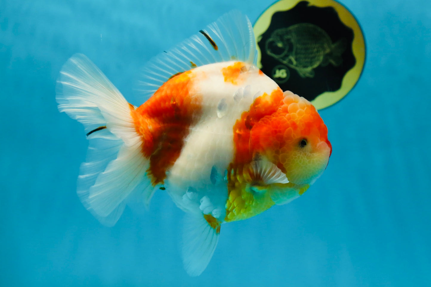 A Grade SPECIAL Sakura Oranda Female 5.5-6 inches #051625OR_14