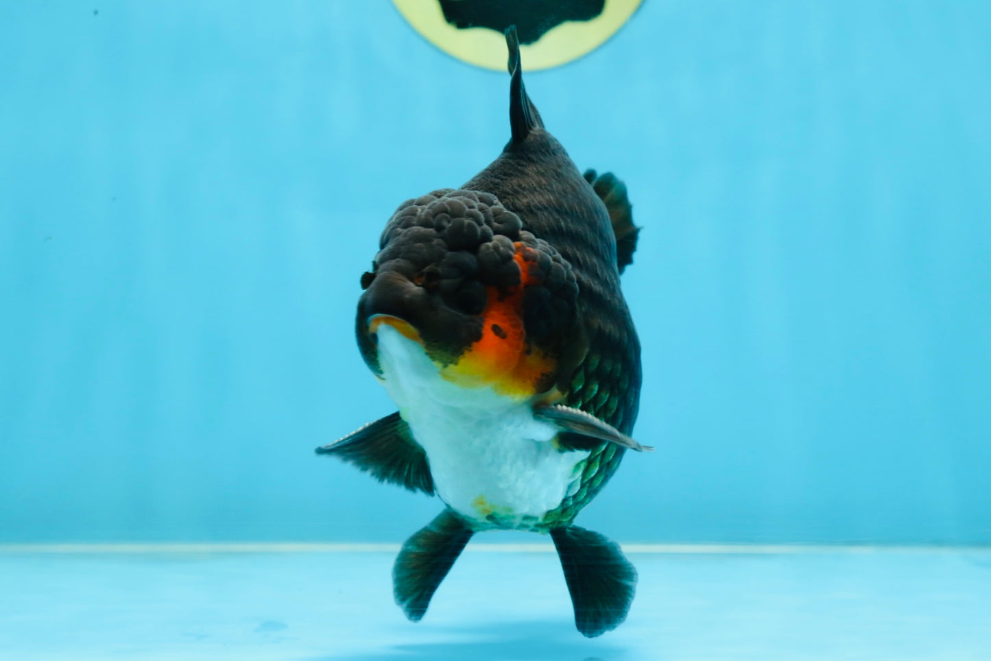 AAA Grade Tricolor Yuanbao Male 5 inches #101025YB_29