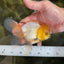 A Grade Lemonhead Oranda Male 5-inches #091225OR_28