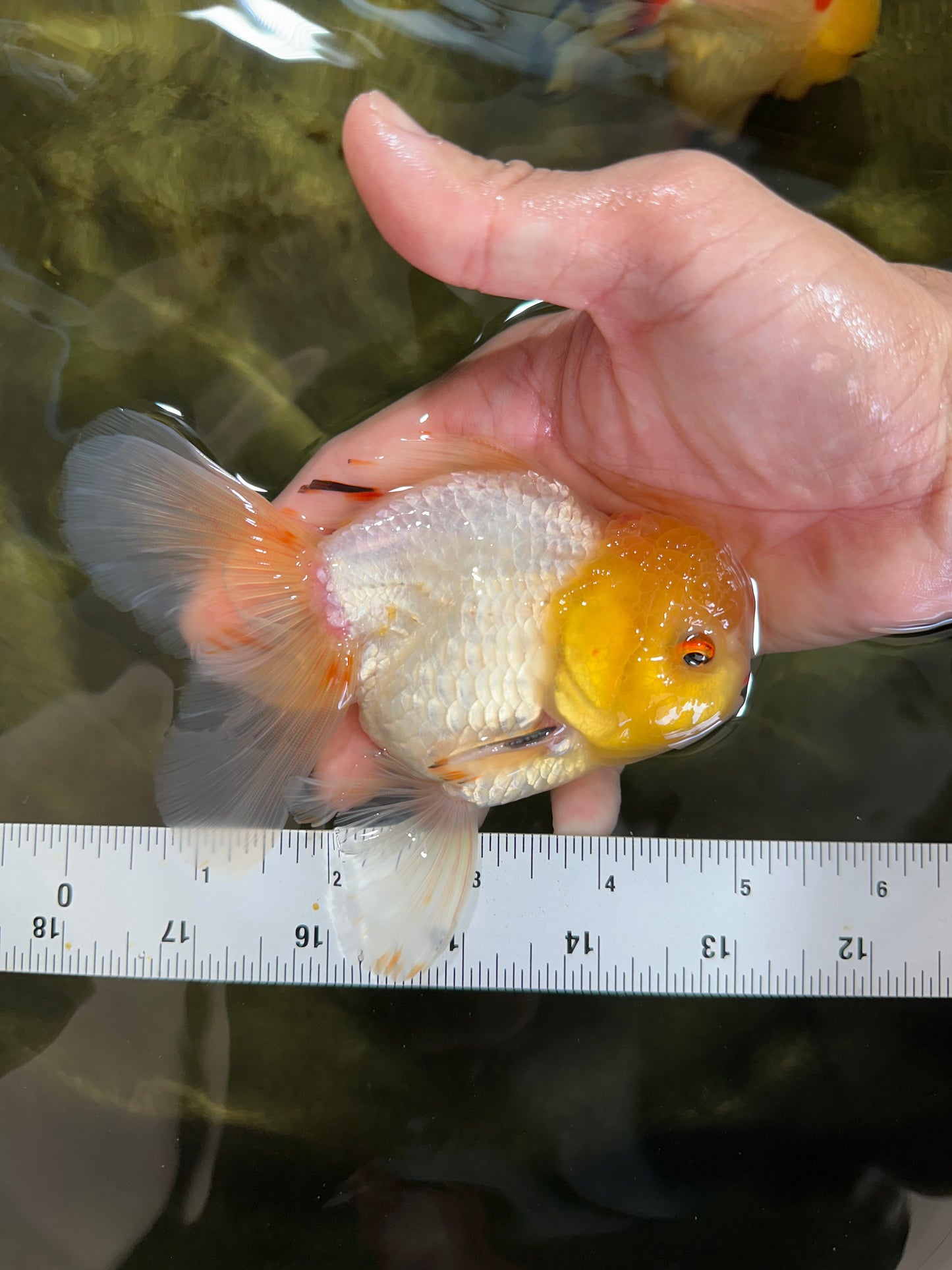 A Grade Lemonhead Oranda Male 5-inches #091225OR_28