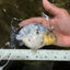 A Grade Marble Ranchu Male 5 inches #071026RC_11