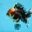 AAA Grade THICK BODY Calico Kirin Oranda Female 6 inches #080825OR_14