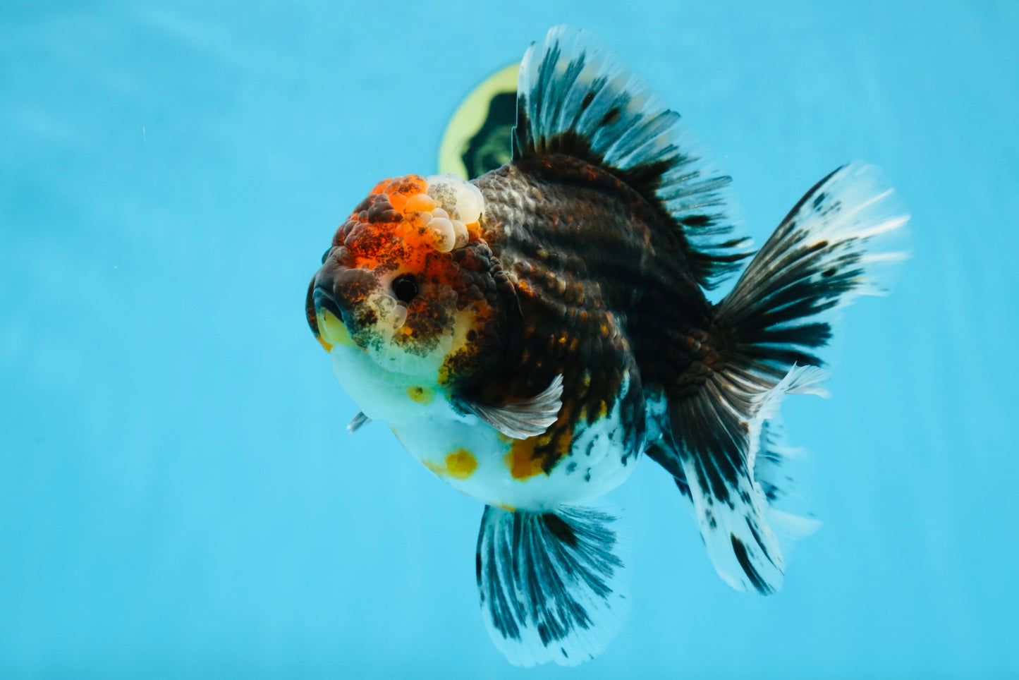 AAA Grade THICK BODY Calico Kirin Oranda Female 6 inches #080825OR_14