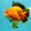AAA Grade Apache Oranda Male 6.5 inches #071026OR_06