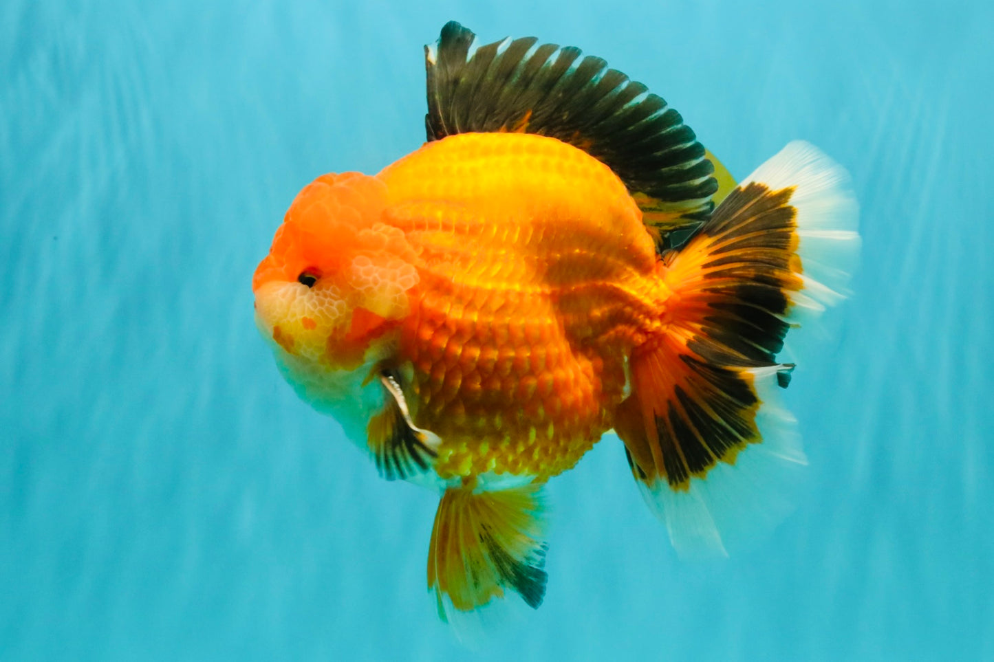 AAA Grade Apache Oranda Male 6.5 inches #071026OR_06