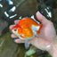 A Grade Red White Ryukin Female 5 inches #071125RK_20