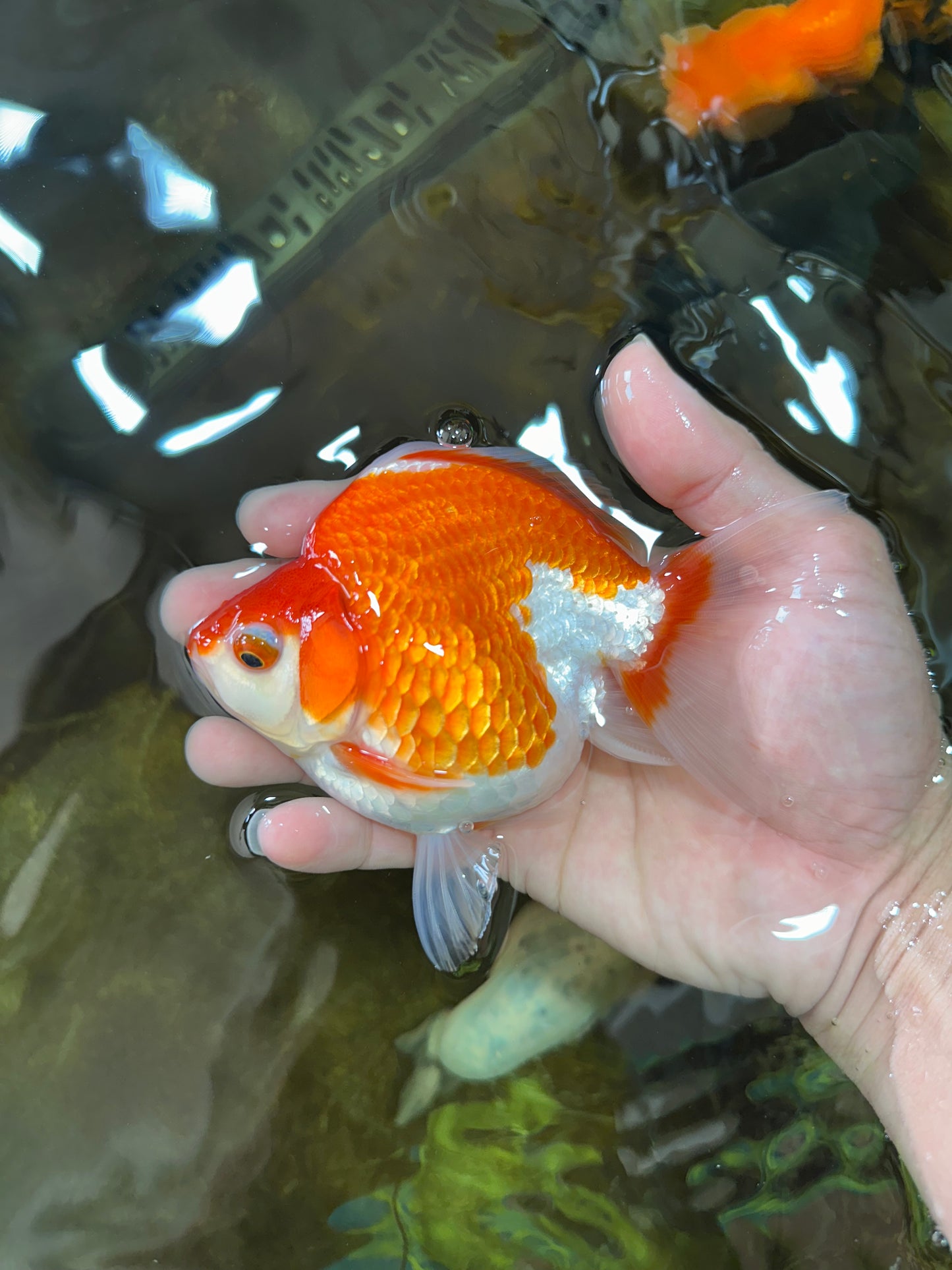 A Grade Red White Ryukin Female 5 inches #071125RK_20