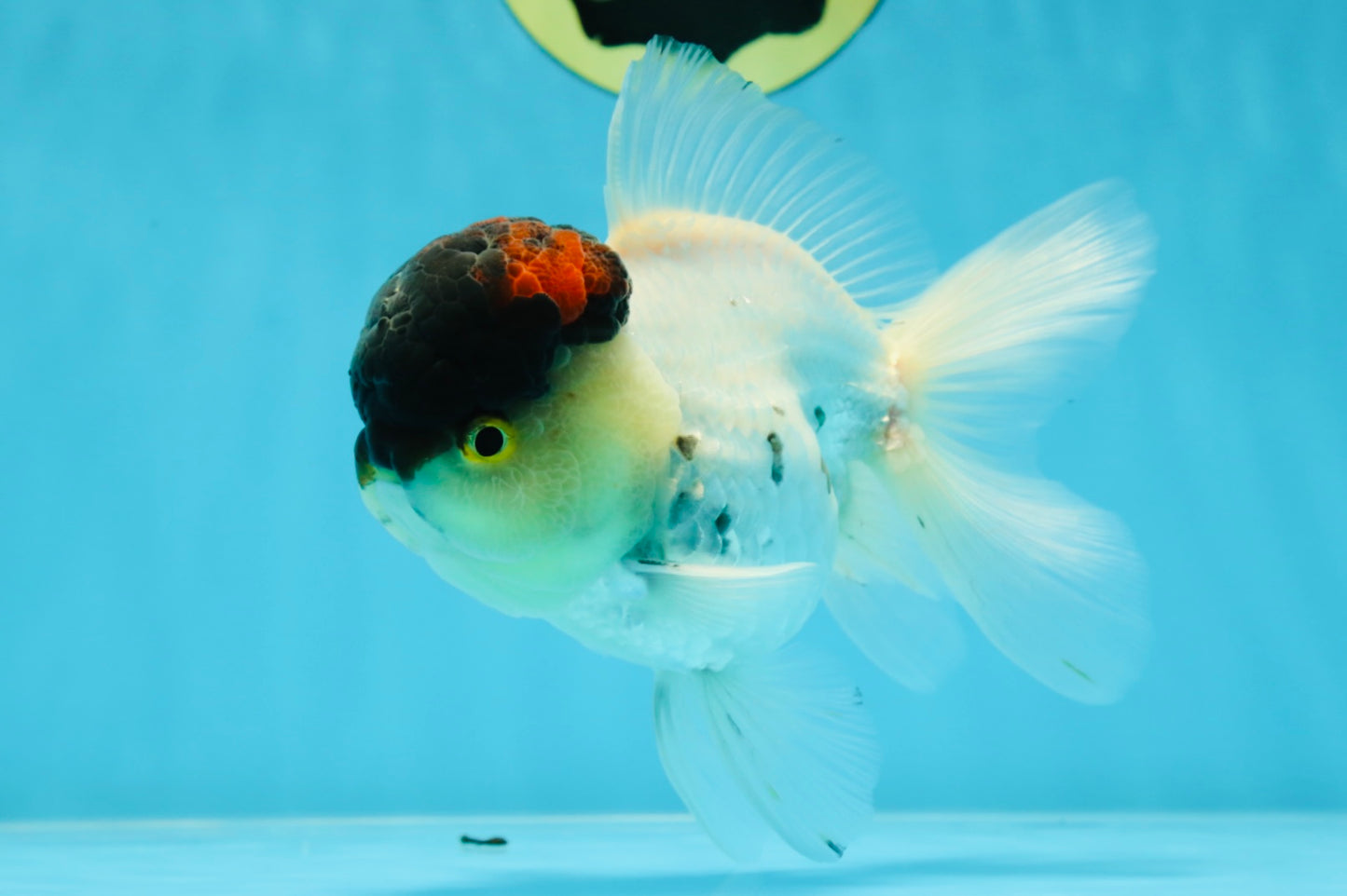 Unique Color AAA Grade Tricolor Lava Head Oranda Male 5 inches #042525OR_08