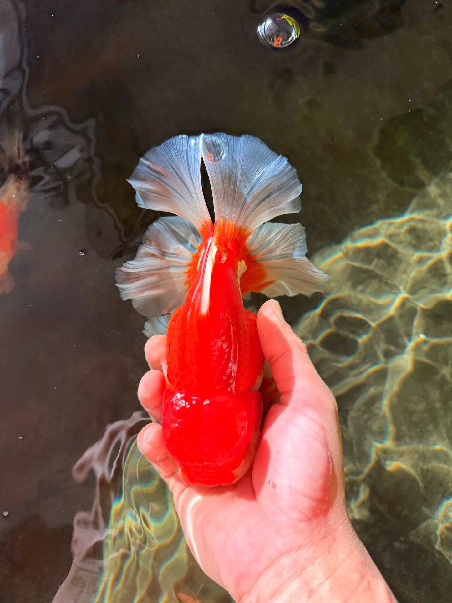 JUMBO AAA Grade Red White Oranda Female 6.5 inches #032726OR_06