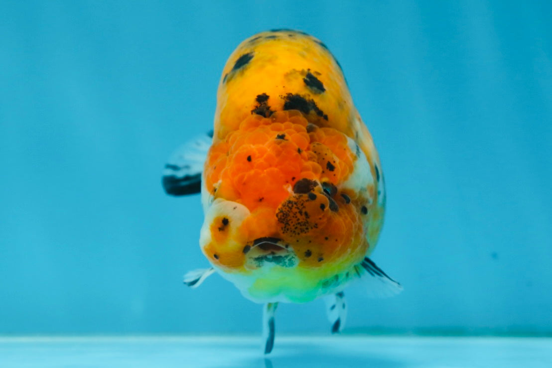 Tiger Lionchu Female 4.5 inches #062025LC_13