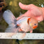 Marble Oranda Male 6.5 inches #091826OR_02
