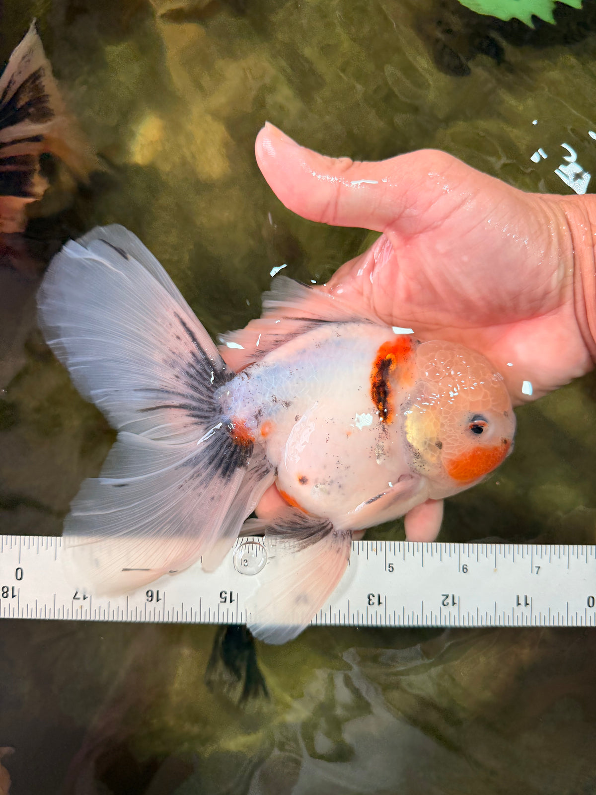 Marble Oranda Male 6.5 inches #091826OR_02
