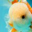 A Grade Jade Head Red White Oranda Male 5.5 inches #102326OR_07