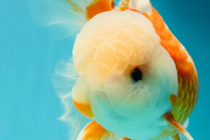 A Grade Jade Head Red White Oranda Male 5.5 inches #102326OR_07