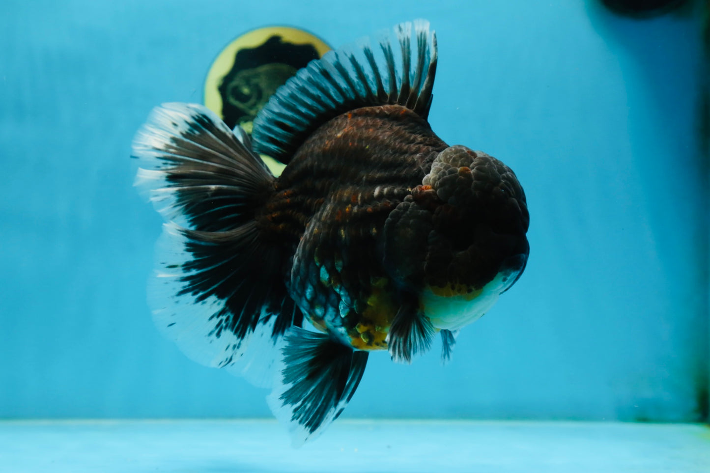 RARE AAA Grade SUPER GIANT Godzilla Kirin Oranda Female 7 inches #082225OR_07