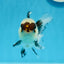 Panda Button Eyes Oranda Male 4-4.5 inches #0913OR_04