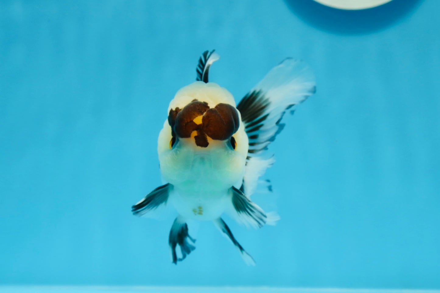 Panda Button Eyes Oranda Male 4-4.5 inches #0913OR_04