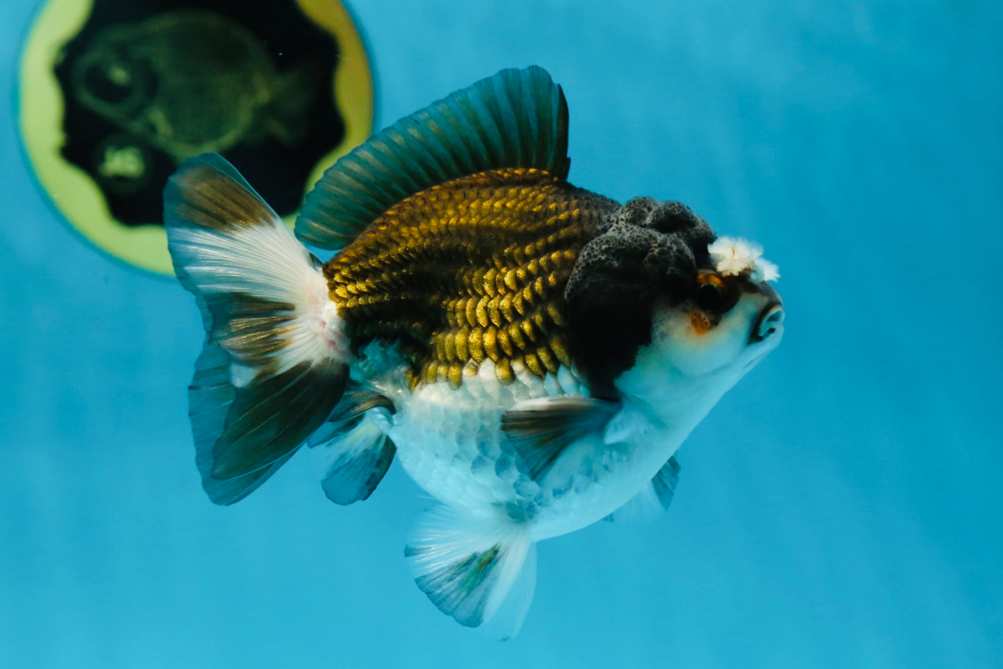 Pompom Panda Yuanbao Male 4 inches #052325YB_28