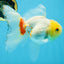 Red White Oranda Female 5.5 inches #111425OR_18