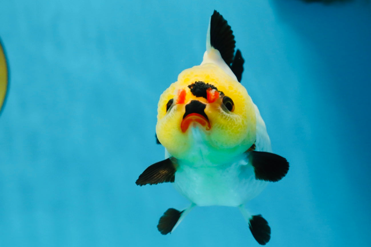 A Grade Pompom Tricolor Button Eyes Yuanbao Female 3.5-4 inches #062725YB_11