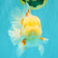 FLUFFY A Grade Red White Oranda Male 6-6.5 inches #071026OR_28