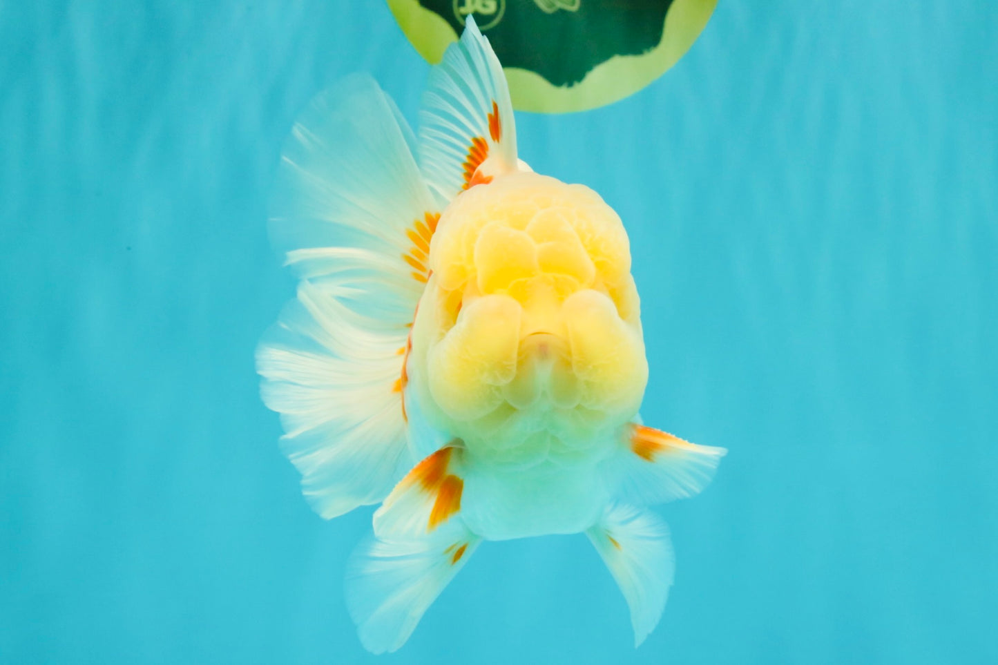 FLUFFY A Grade Red White Oranda Male 6-6.5 inches #071026OR_28