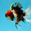 AAA Grade Young Godzilla Calico Oranda Male 5.5 inches #080125OR_04