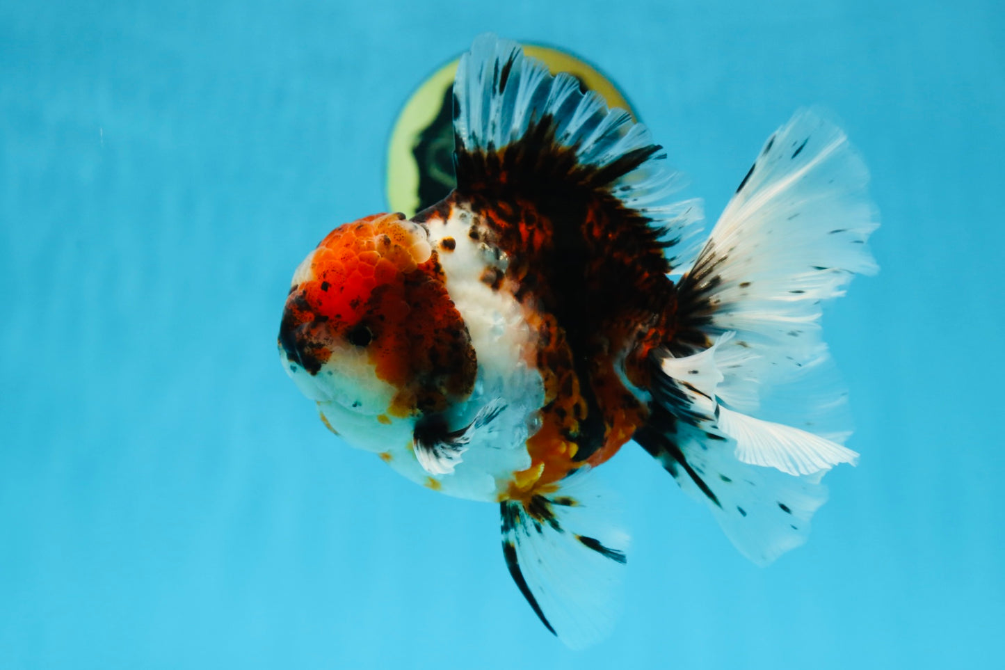 AAA Grade Young Godzilla Calico Oranda Male 5.5 inches #080125OR_04