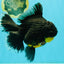 KING KONG AAA Grade Broadtail Dark Kirin Oranda Female 7.5 inches #080726OR_01