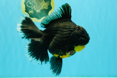 KING KONG AAA Grade Broadtail Dark Kirin Oranda Female 7.5 inches #080726OR_01
