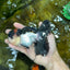 Lava Tricolor Oranda Male 5-5.5 inches #053025OR_20