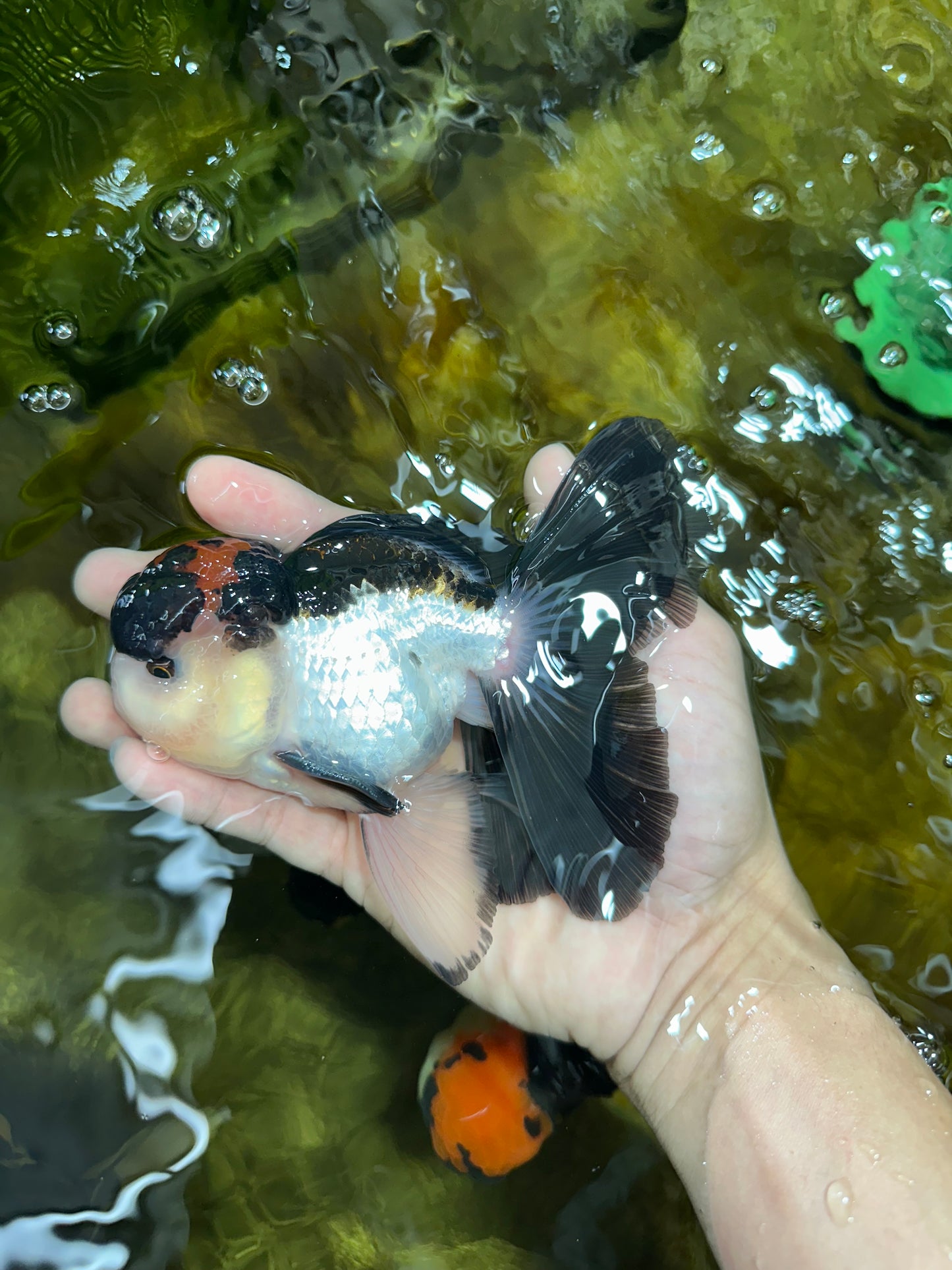 Lava Tricolor Oranda Male 5-5.5 inches #053025OR_20