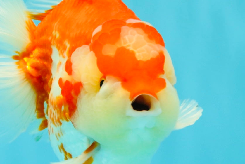 JUMBO A Grade Red White Yuanbao Male 5.5-6 inches #032026YB_22