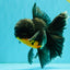 BATMAN AAA Grade Kirin Oranda Male 6.5 inches #080726OR_14