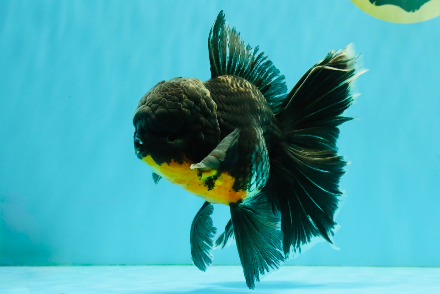 BATMAN AAA Grade Kirin Oranda Male 6.5 inches #080726OR_14