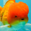 Red White Oranda Male 6 inches #082126OR_09