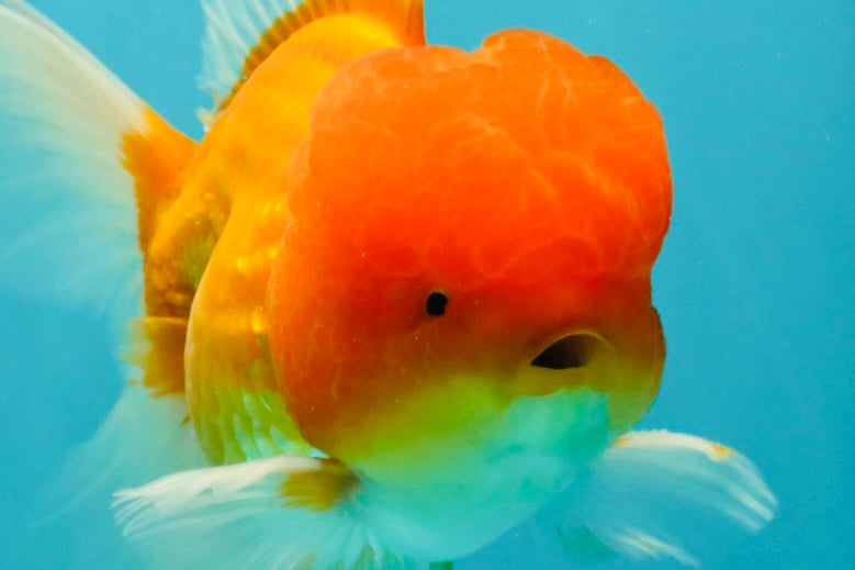 Red White Oranda Male 6 inches #082126OR_09