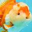 AAA Grade Red White Oranda Female 6-6.5 inches #032026OR_07