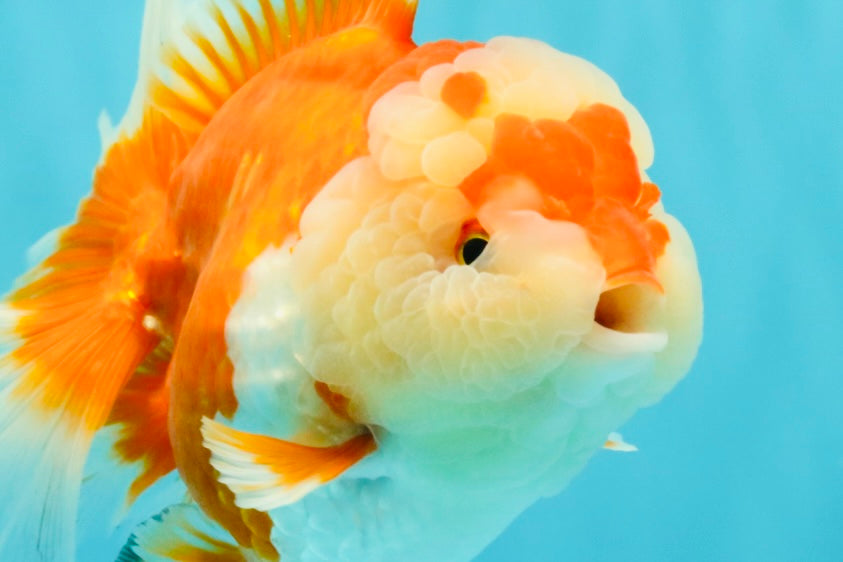 AAA Grade Red White Oranda Female 6-6.5 inches #032026OR_07