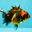 A Grade Tiger Oranda Female 5-5.5 inches #071726OR_15
