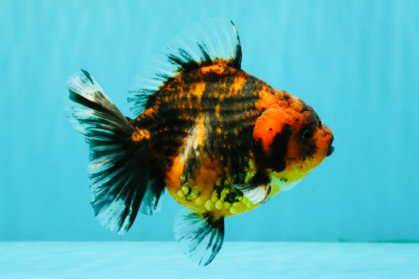 A Grade Tiger Oranda Female 5-5.5 inches #071726OR_15