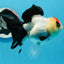 A Grade Tricolor Angry Bird Oranda Female 4.5-5 inches #0726OR_17